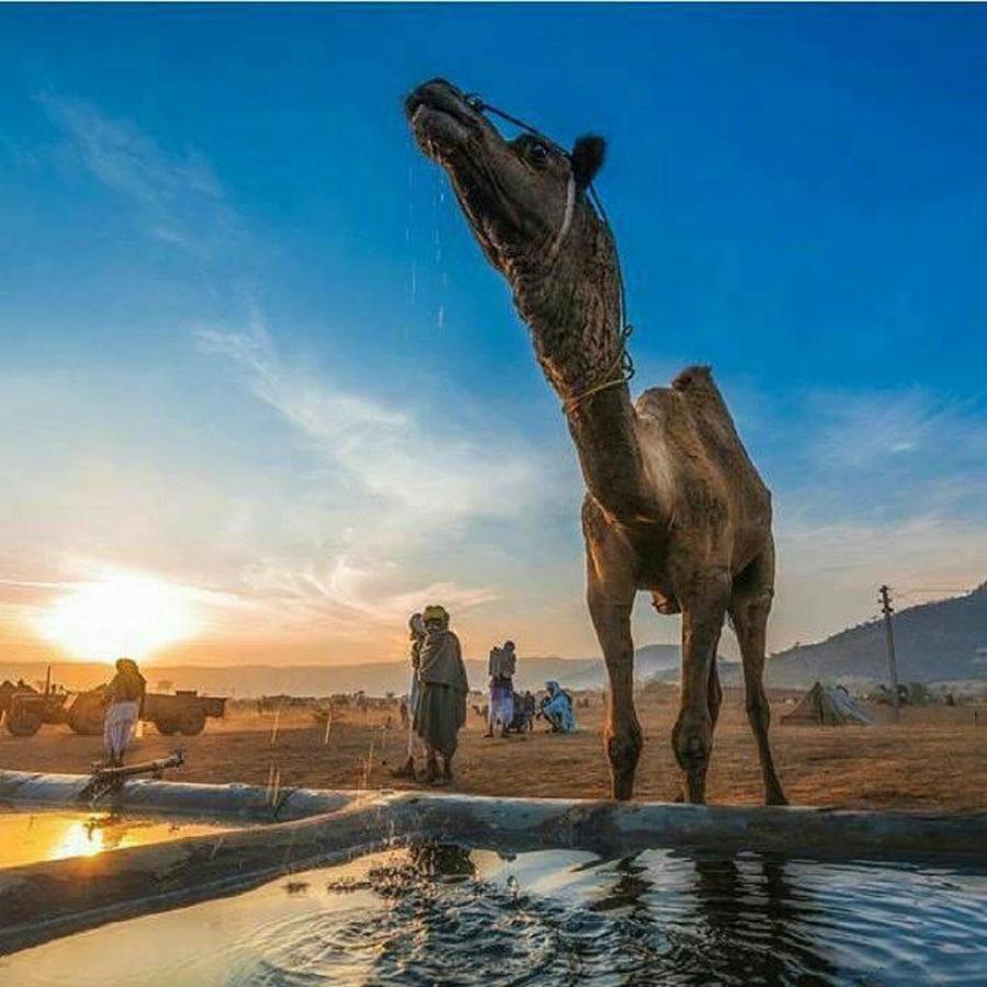 Journey Desert Camp Jaisalmer Bagian luar foto
